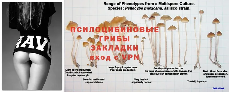 Псилоцибиновые грибы Psilocybine cubensis Ак-Довурак